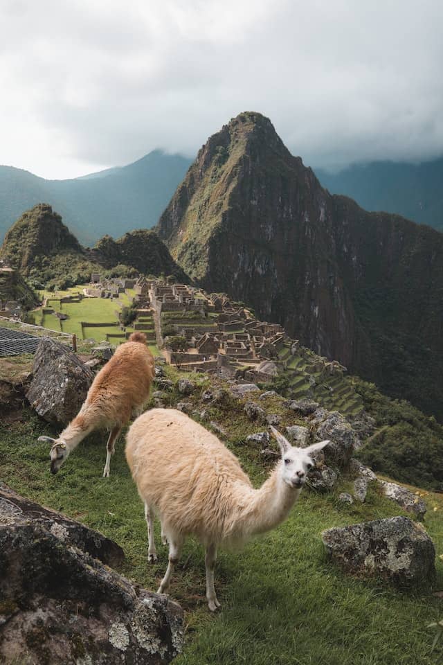 Machu Picchu in Peru, with llamas in front of ruins